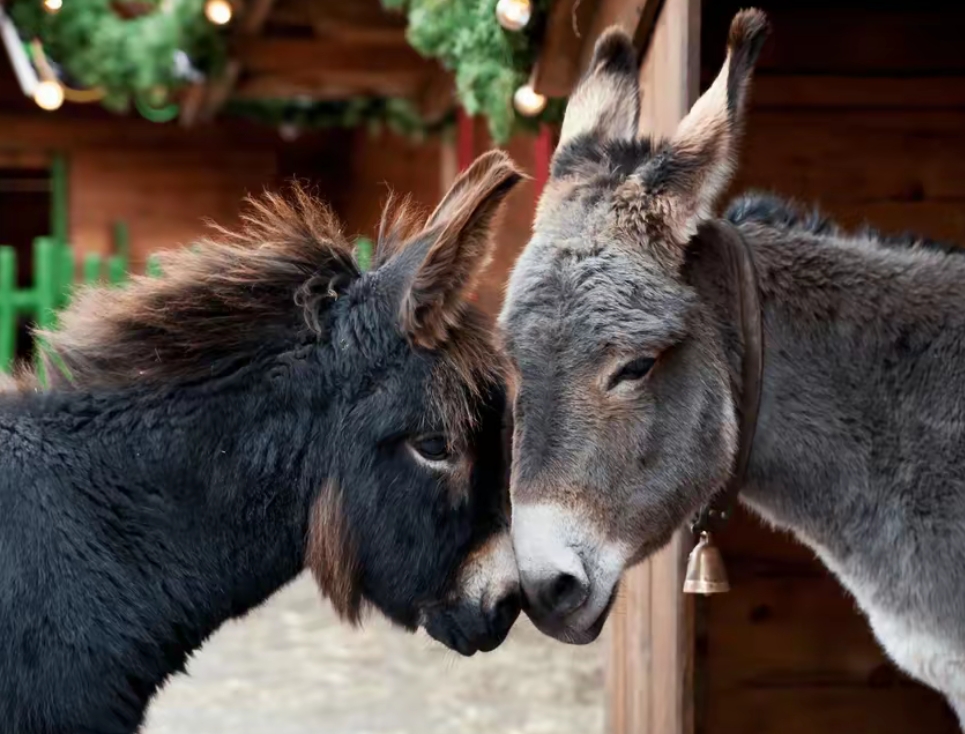 地主为什么不给驴主持公道,先判断谁对谁错?