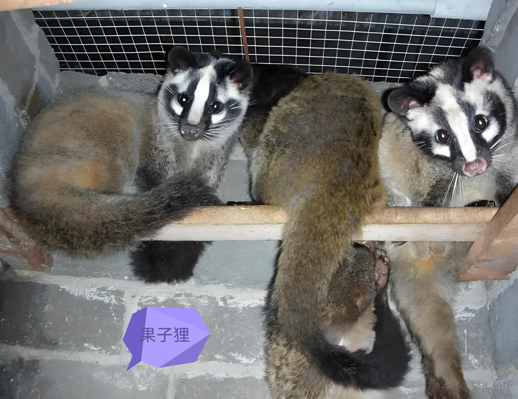 果子狸:灵猫科 花面狸属 貉:犬科  貉属 狗獾:鼬科  狗獾属 猪獾:鼬