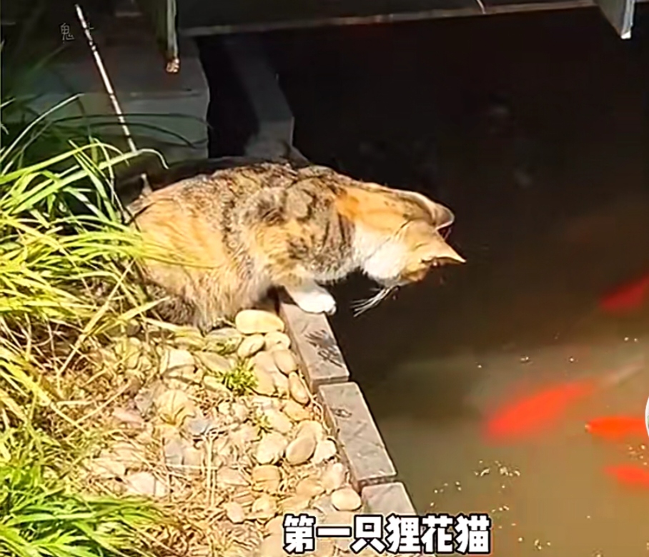 猫捉鱼图片