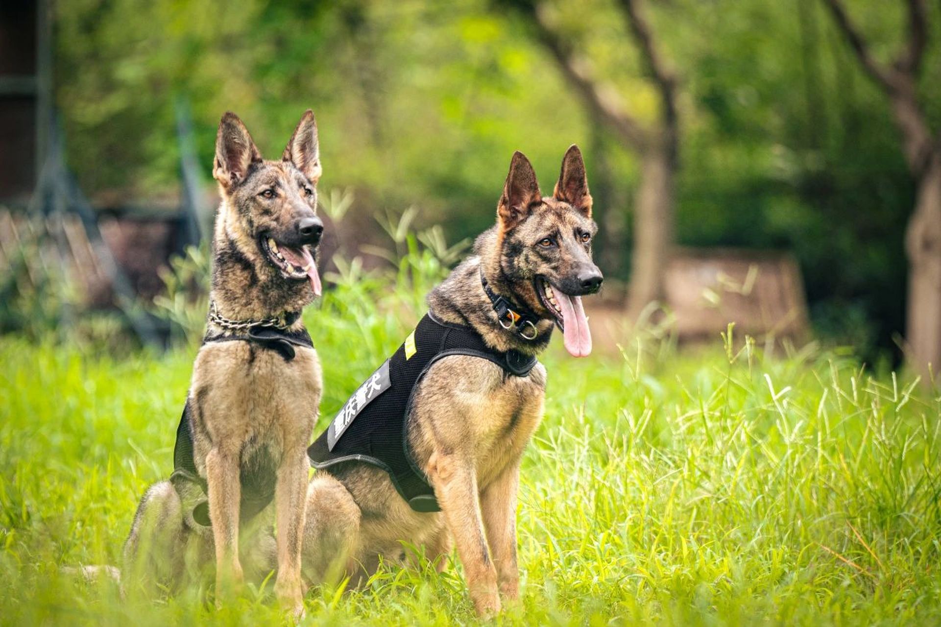 警犬照片大全图片大全图片