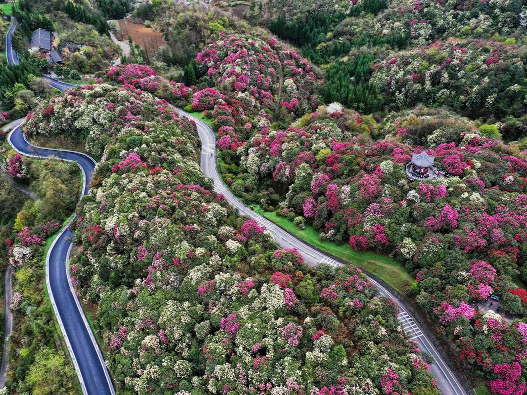 周末去哪儿玩#贵州百里杜鹃:这里是目前世界上最大的天然杜鹃林贾中