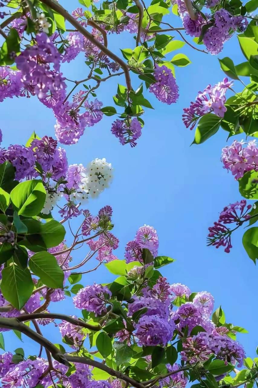 花树风景图片大全图片