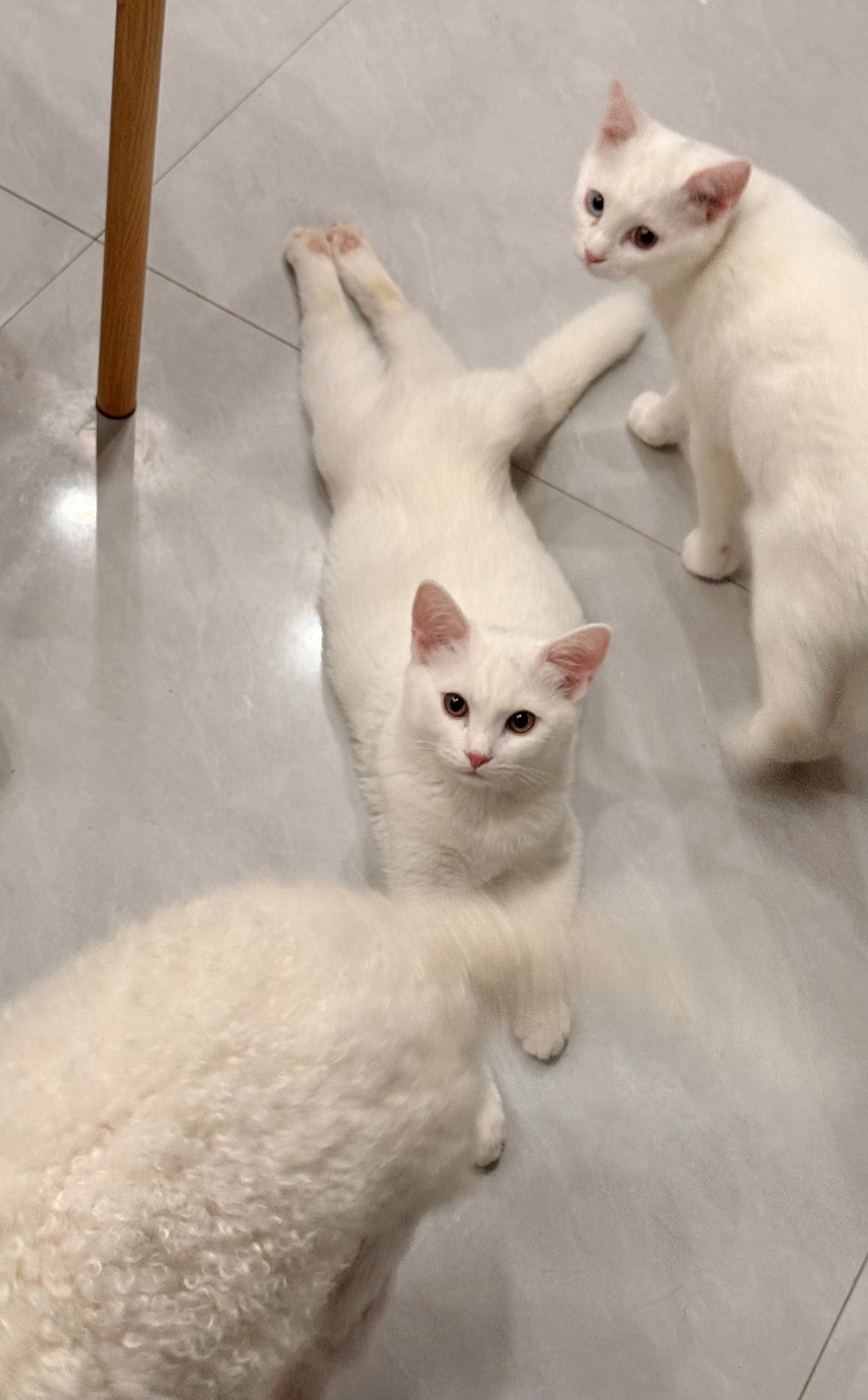 这就是我们常说的三脚猫功夫麽?居然可以把尾巴变成一只脚.