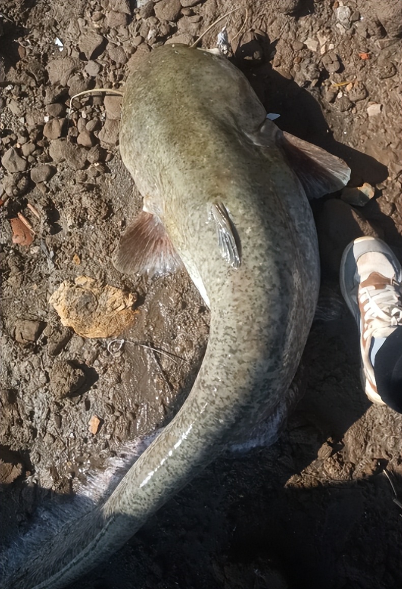 巨型鲶鱼开口,钓友钓获后,不用抄网徒手捕捞!身长近两米