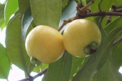 水葡萄多少钱一斤?水葡萄怎么吃?