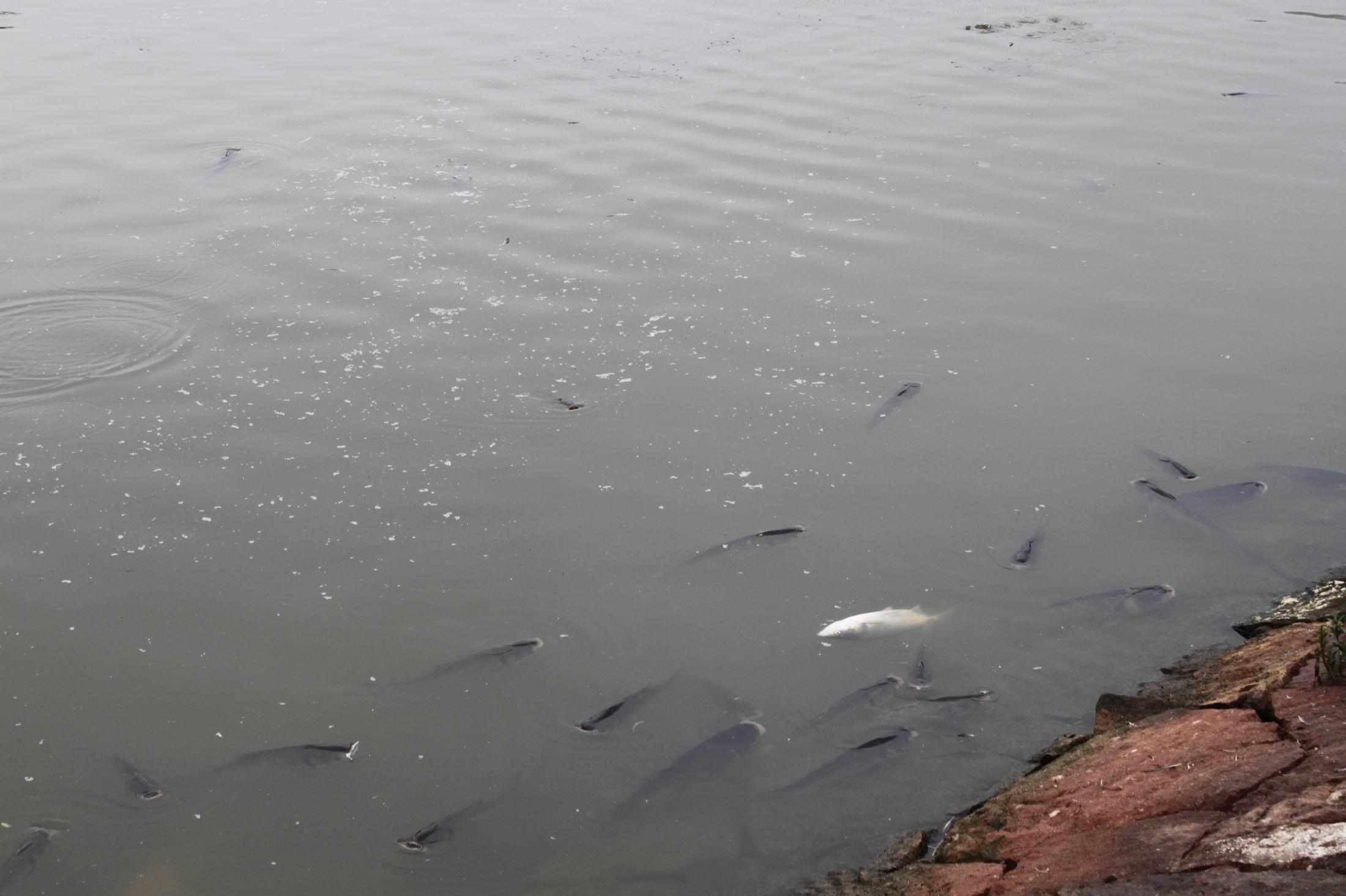 高温天气水塘调水稳水技巧,鱼塘白浊水,老绿水,泡沫红黑水咋办