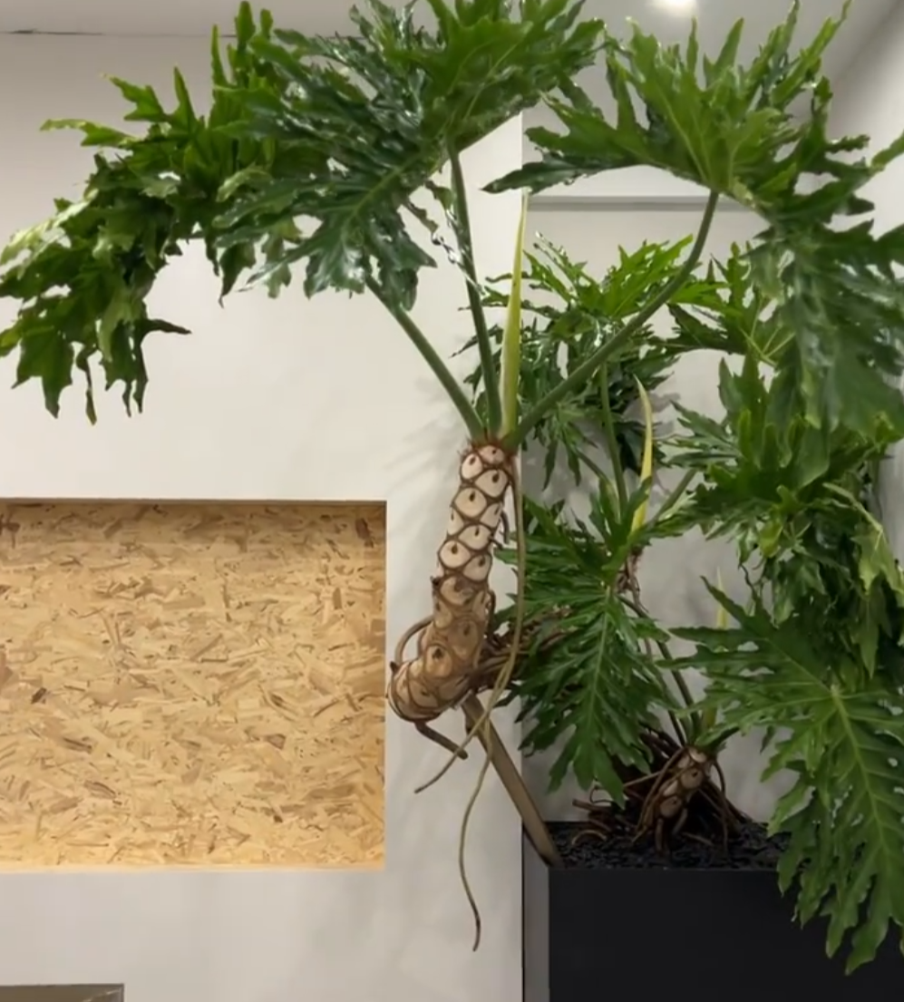 云南一大爷晒出养了30多年的龙鳞春羽,网友:这么粗怕是要成精啊