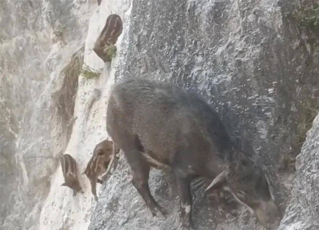 喜马拉雅山1头母野猪带9头小猪突围,8头跳过山崖,1头坠入山谷