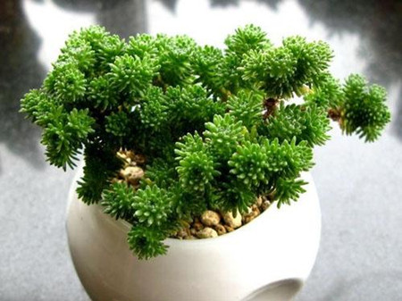 球松的种植方法和注意事项,球松生长习性