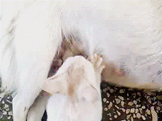 猫咪踩奶这件事,没有你想的那么简单