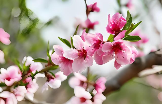 7首春景诗,告慰生命中来了又走的人