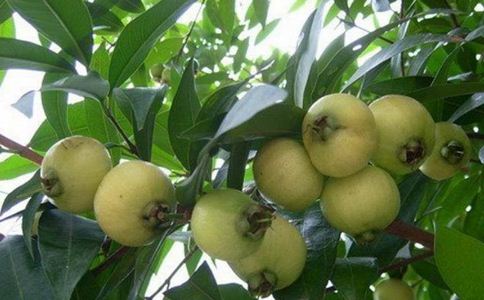 水葡萄多少钱一斤?水葡萄怎么吃?