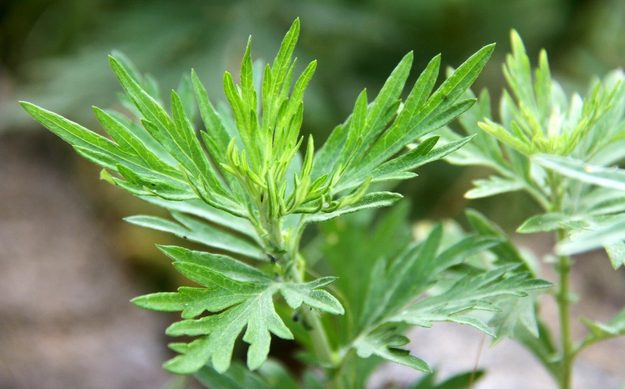 野生艾草花图片