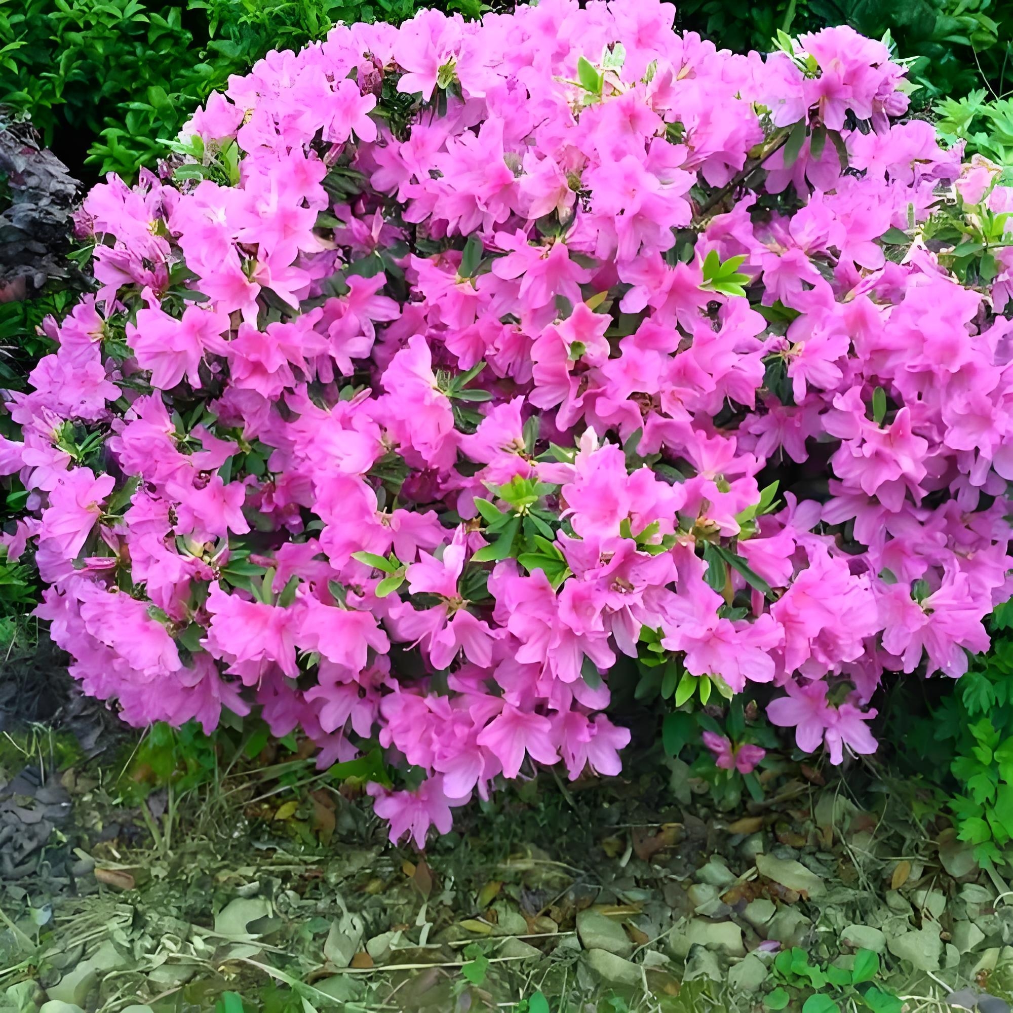 杜鹃花品种大全介绍图片