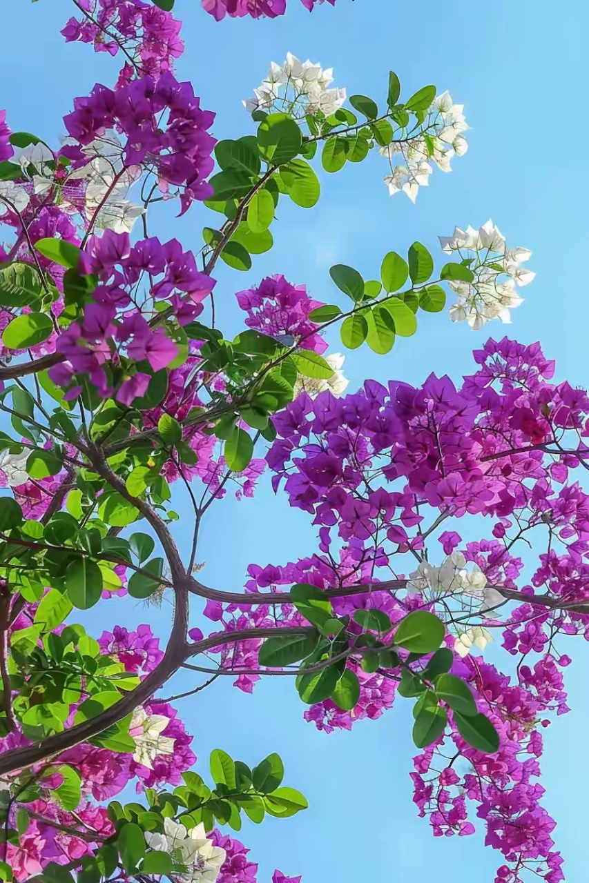 花树风景图片大全图片