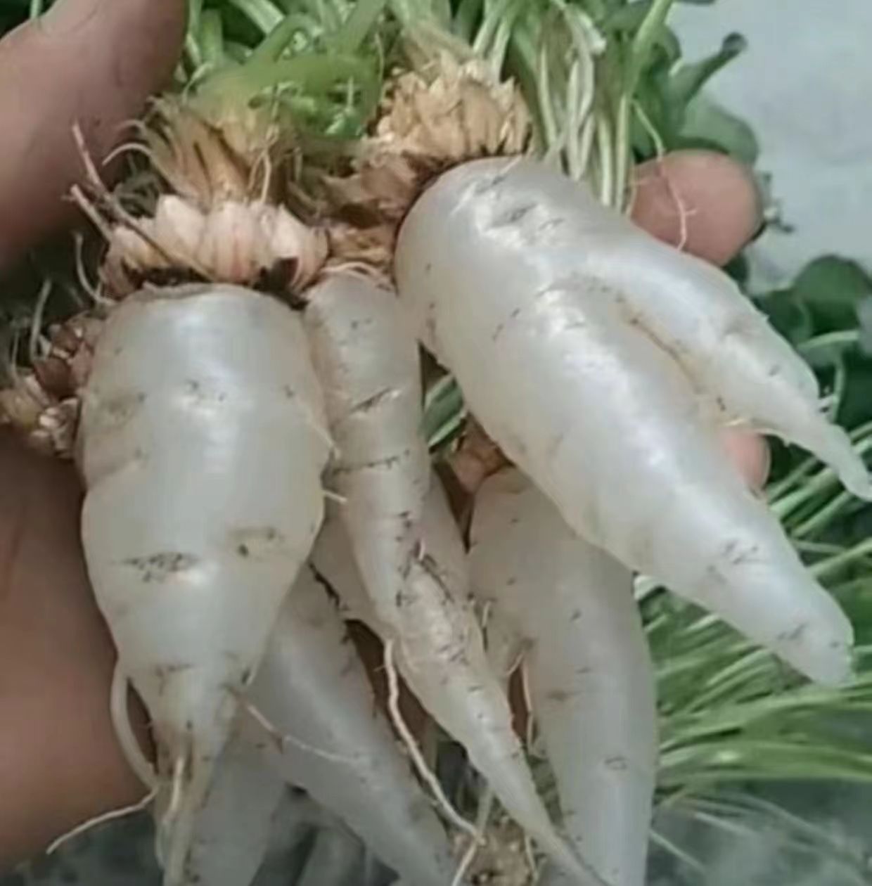图萝卜丁野菜