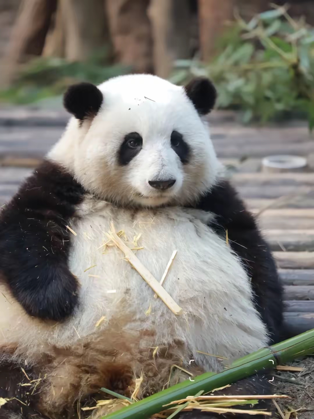 大熊猫成和花每天都在贩卖可爱