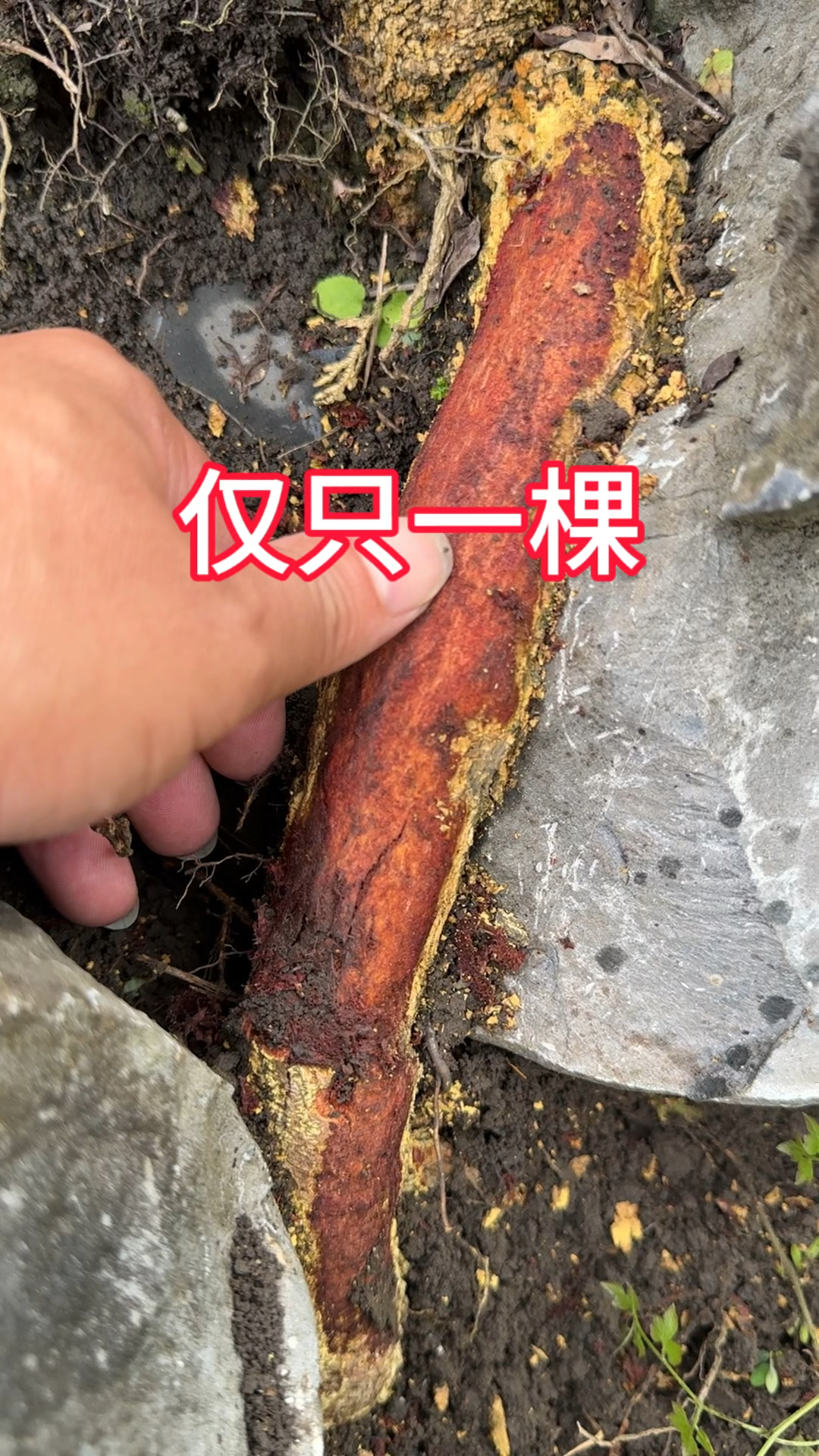 农村生活,一日一植物,三农,飞龙掌血.