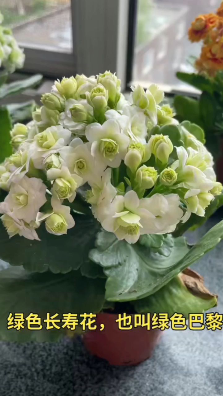仙气飘飘的长寿花绿巴黎