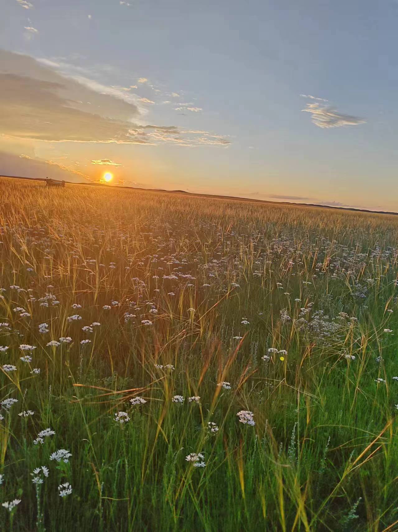 草原夕阳下的韭菜花海