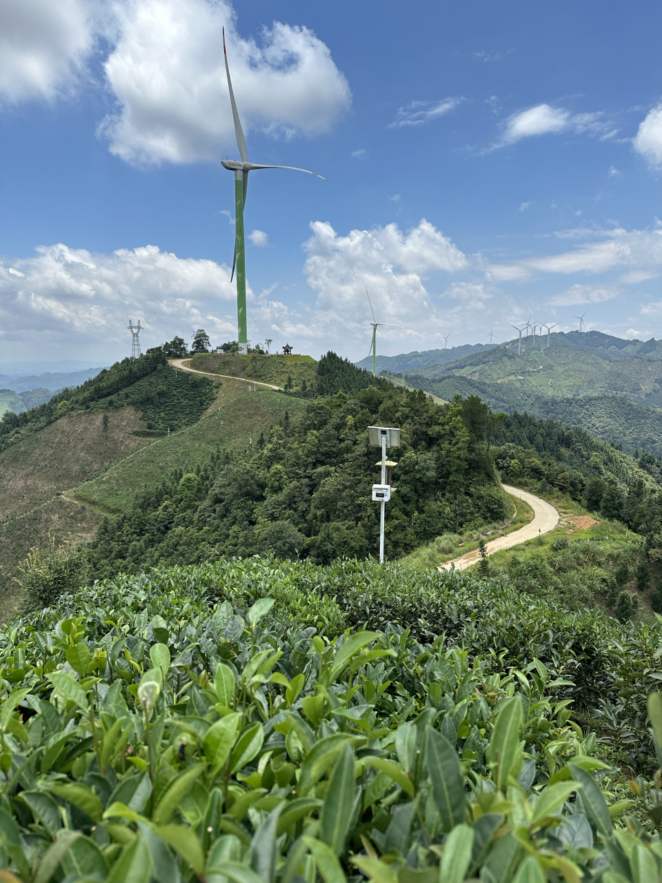 广西梧州市苍梧县六堡镇,全国十大魅力茶乡,好山好水好茶好风景,值得