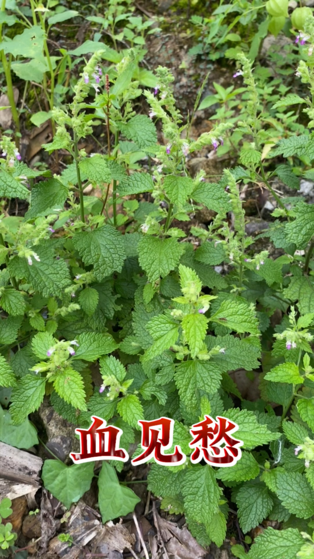 原来"血见愁"长这样,看看你认识吗?