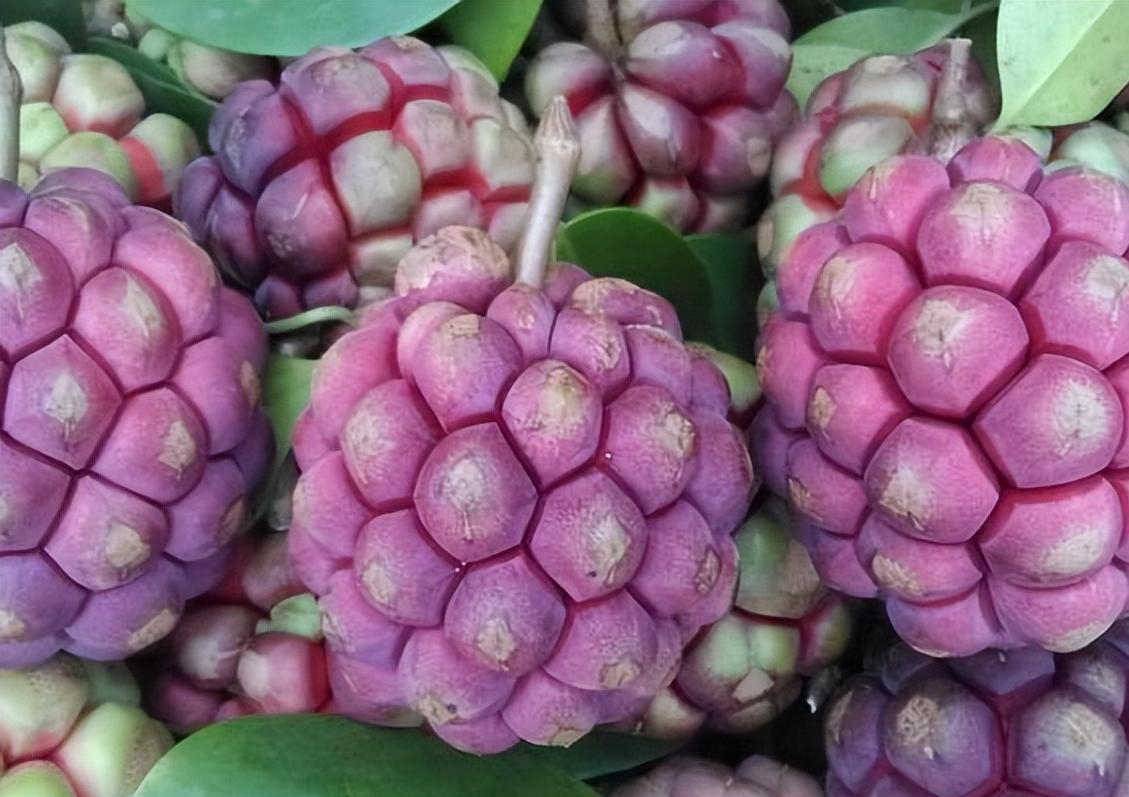 宝藏水果黑老虎,种植简单,长势喜人