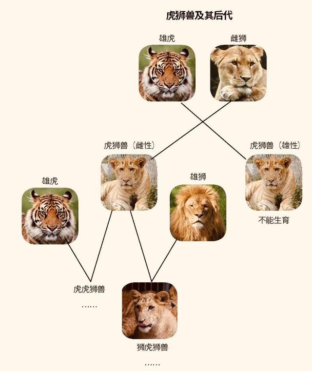 猫科动物关系图图片