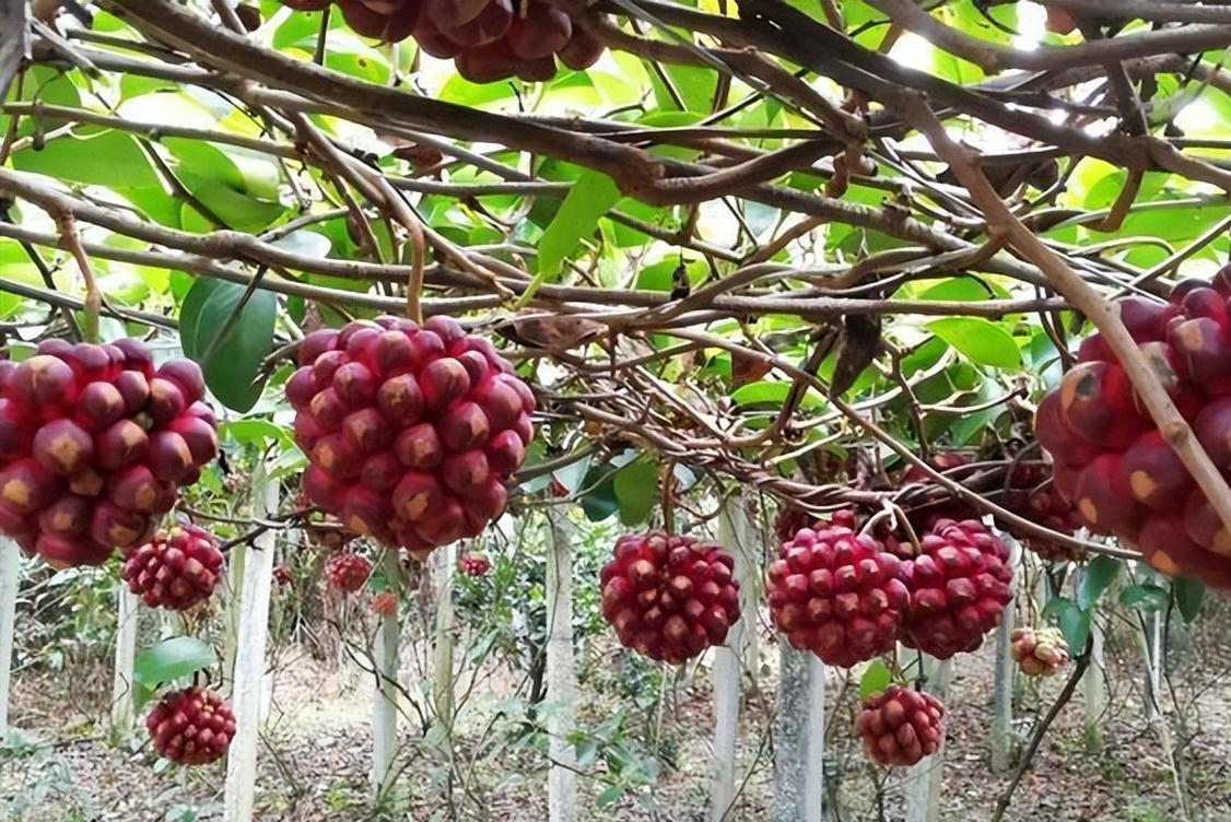 宝藏水果黑老虎,种植简单,长势喜人
