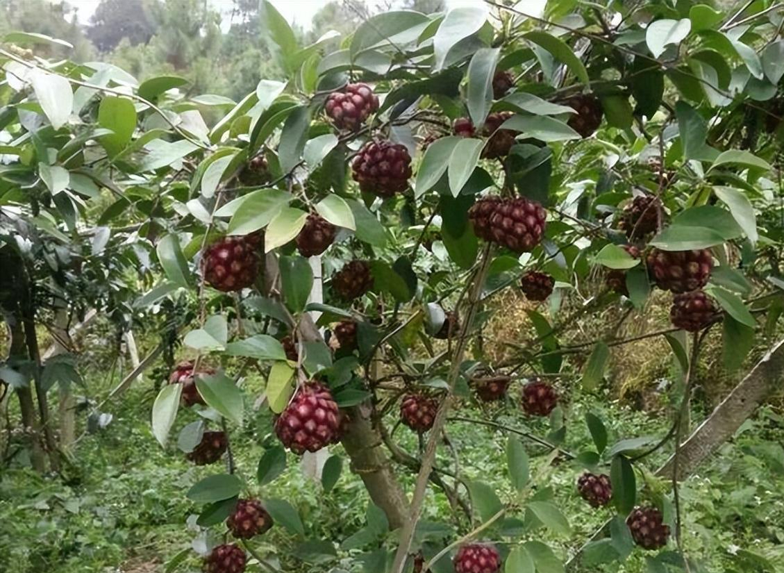 黑老虎水果图片