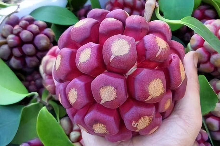 宝藏水果黑老虎,种植简单,长势喜人