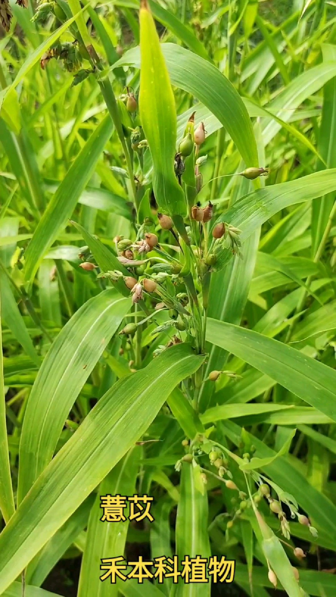 薏苡:常见药用植物