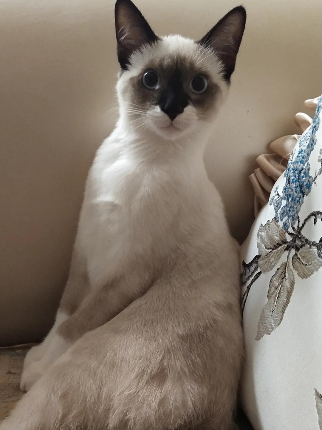 暹罗猫尾巴小白毛的生长原因及其与健康的关系是啥?