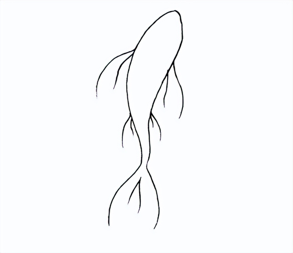 如何画锦鲤:分步指南,上手不难