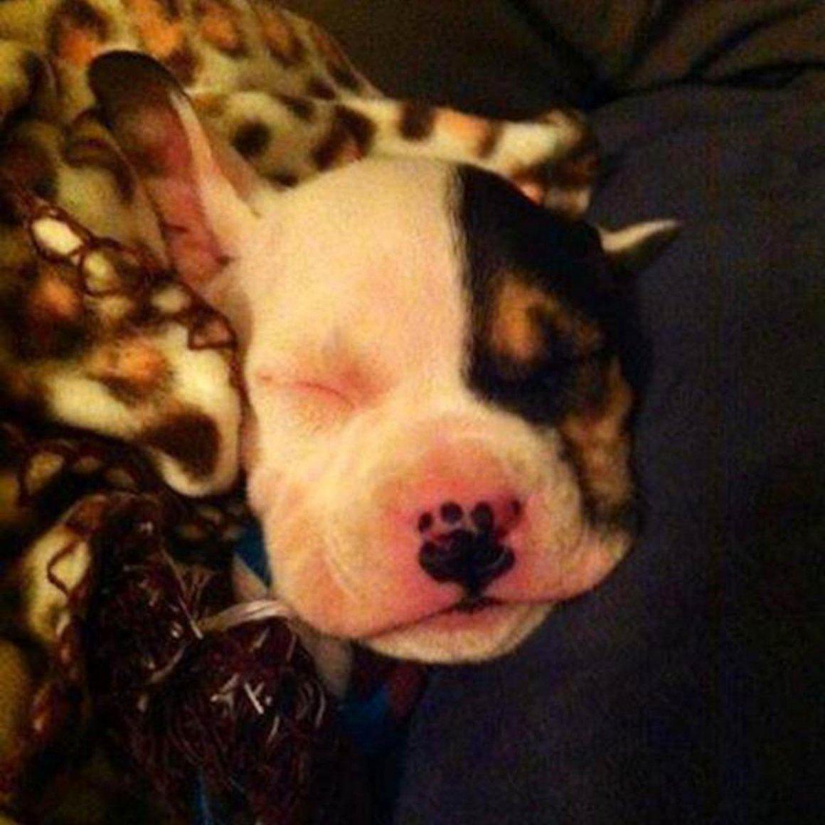 天生异相,20个长相奇怪的宠物,大自然开了个玩笑