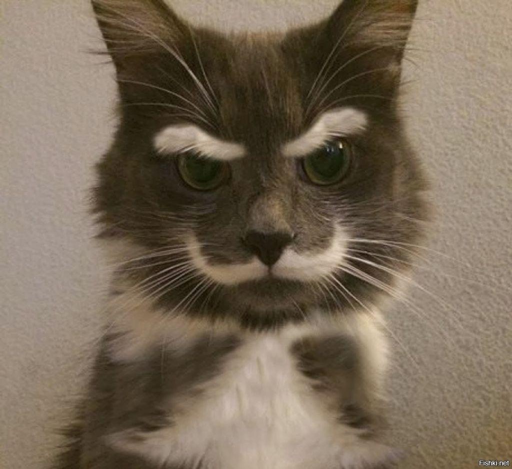 天生异相,20个长相奇怪的宠物,大自然开了个玩笑