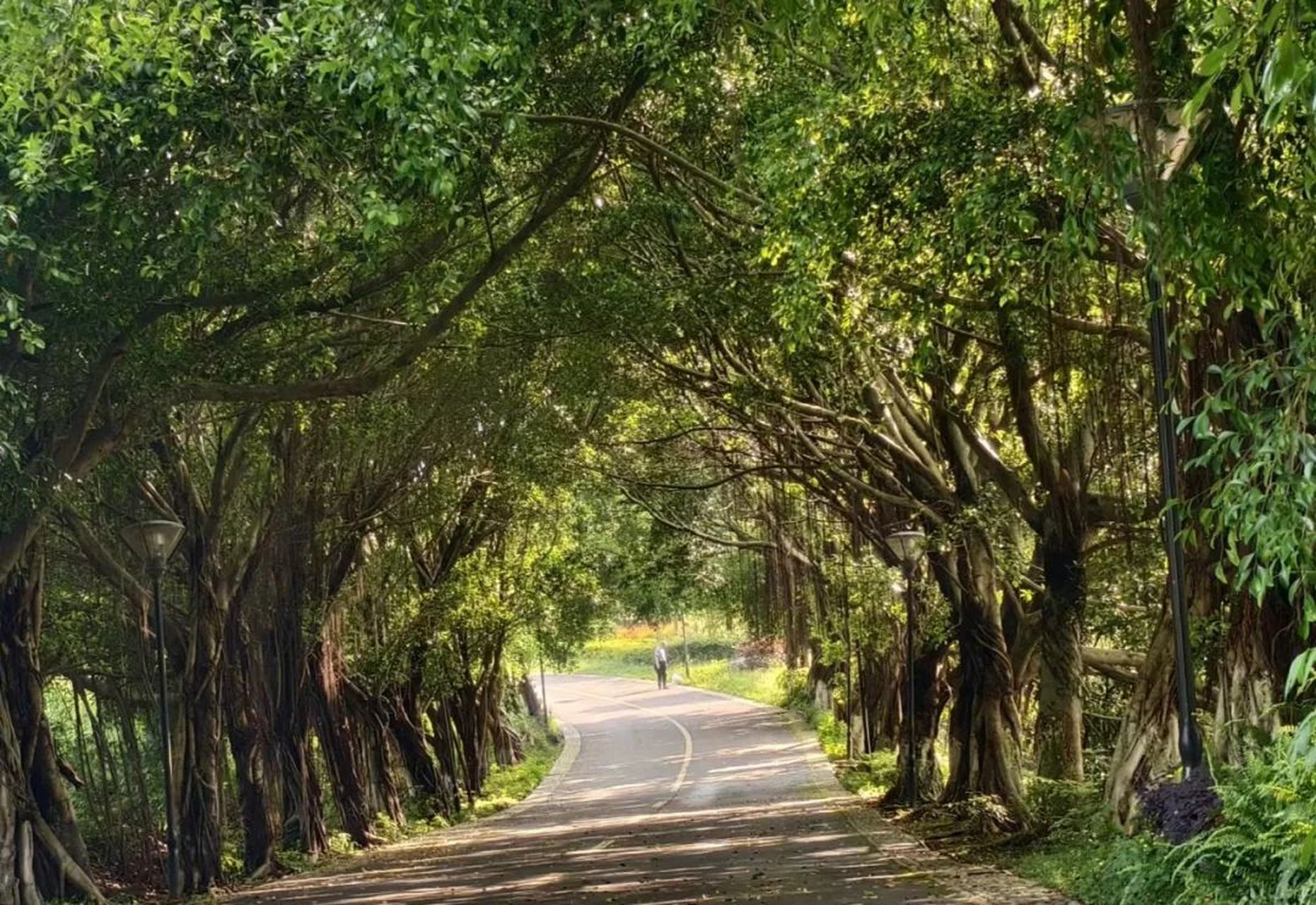 73张坝桂圆林公园 放松漫步"森呼吸","十里翡翠长廊","城市天然