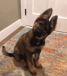 狗狗还会自己开风扇?聪明得像"人精"!