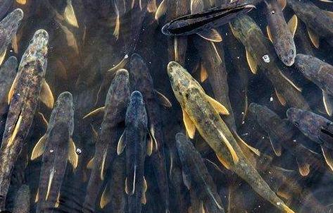 上,湖水湛蓝清澈,如同一面明 青海湖中是什么鱼青海湟鱼救了青海人