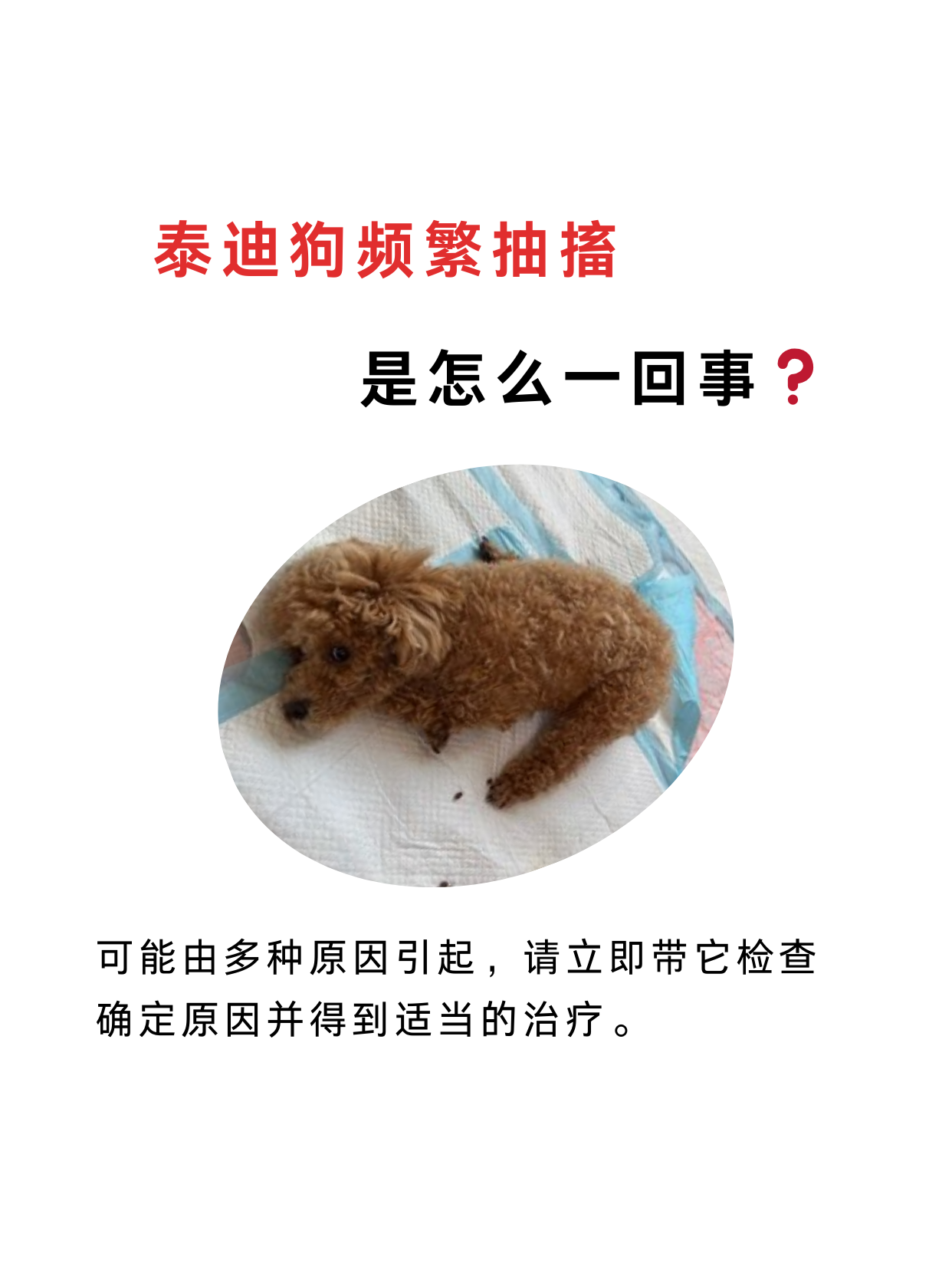 泰迪狗肠胃炎症状图片