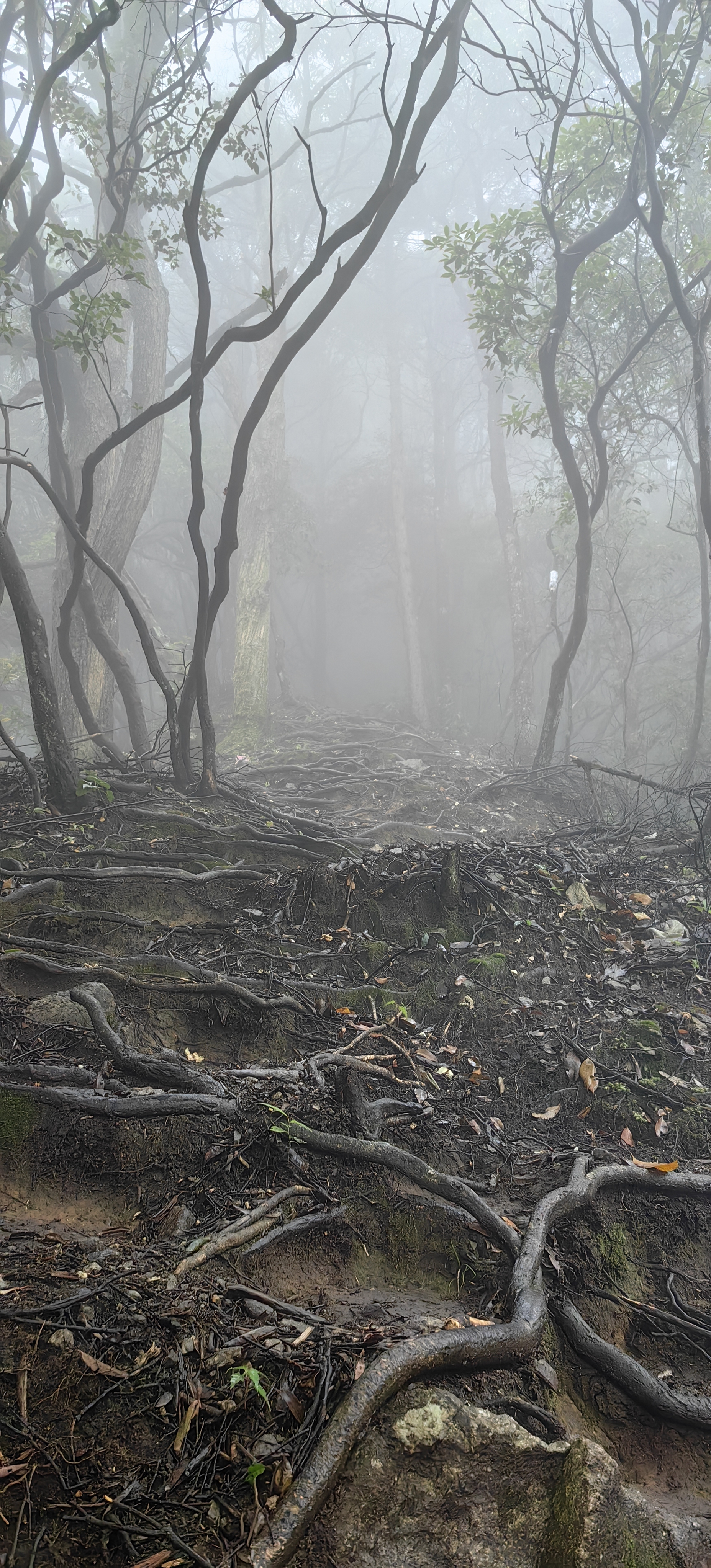 光,自有他追逐的太阳, 我,亦有脚底跋涉的丛林, 他不懂我为何不上天!