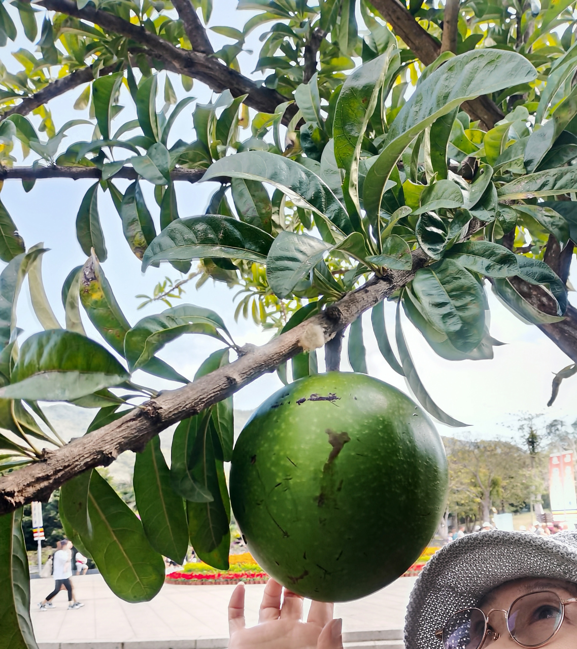 这是我在海南岛南山寺看到的长在树上的西瓜.酷似西瓜实则是铁西瓜.