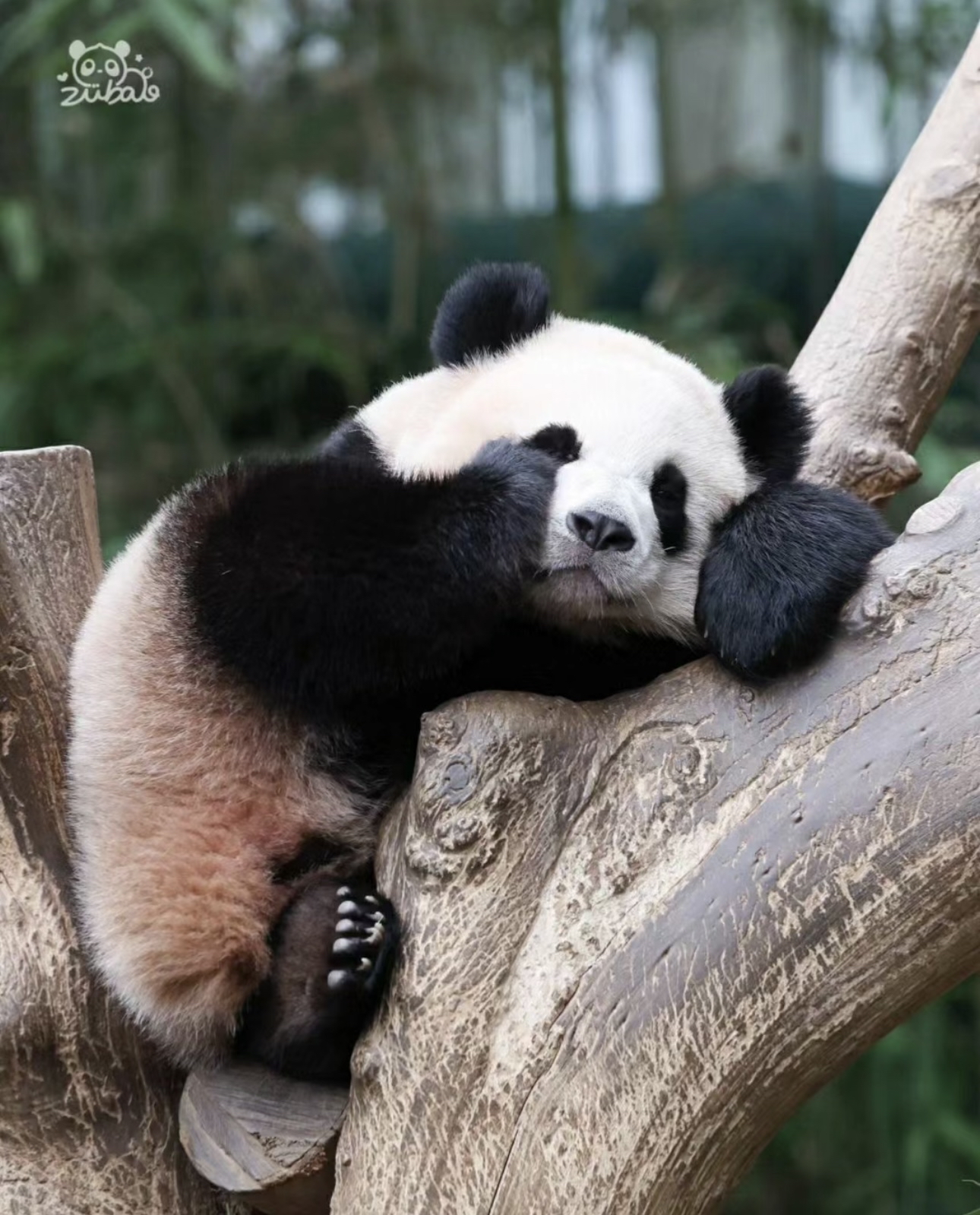 真的很想rua网友晚了辉宝已经醒了rua的话很容易被辉宝嗷呜一口