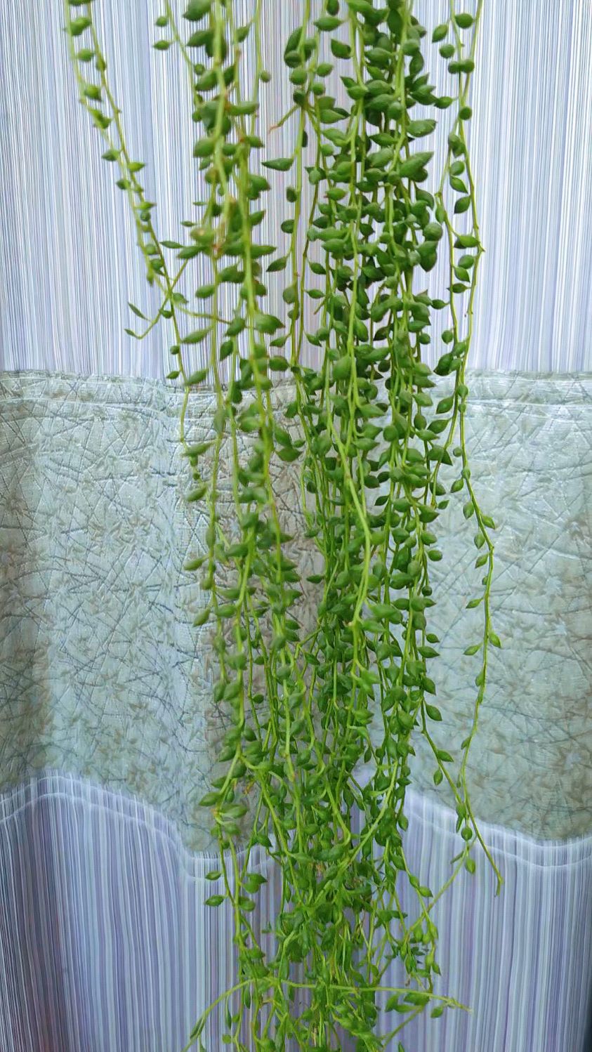 多肉情人泪,两米多长,真的很别致