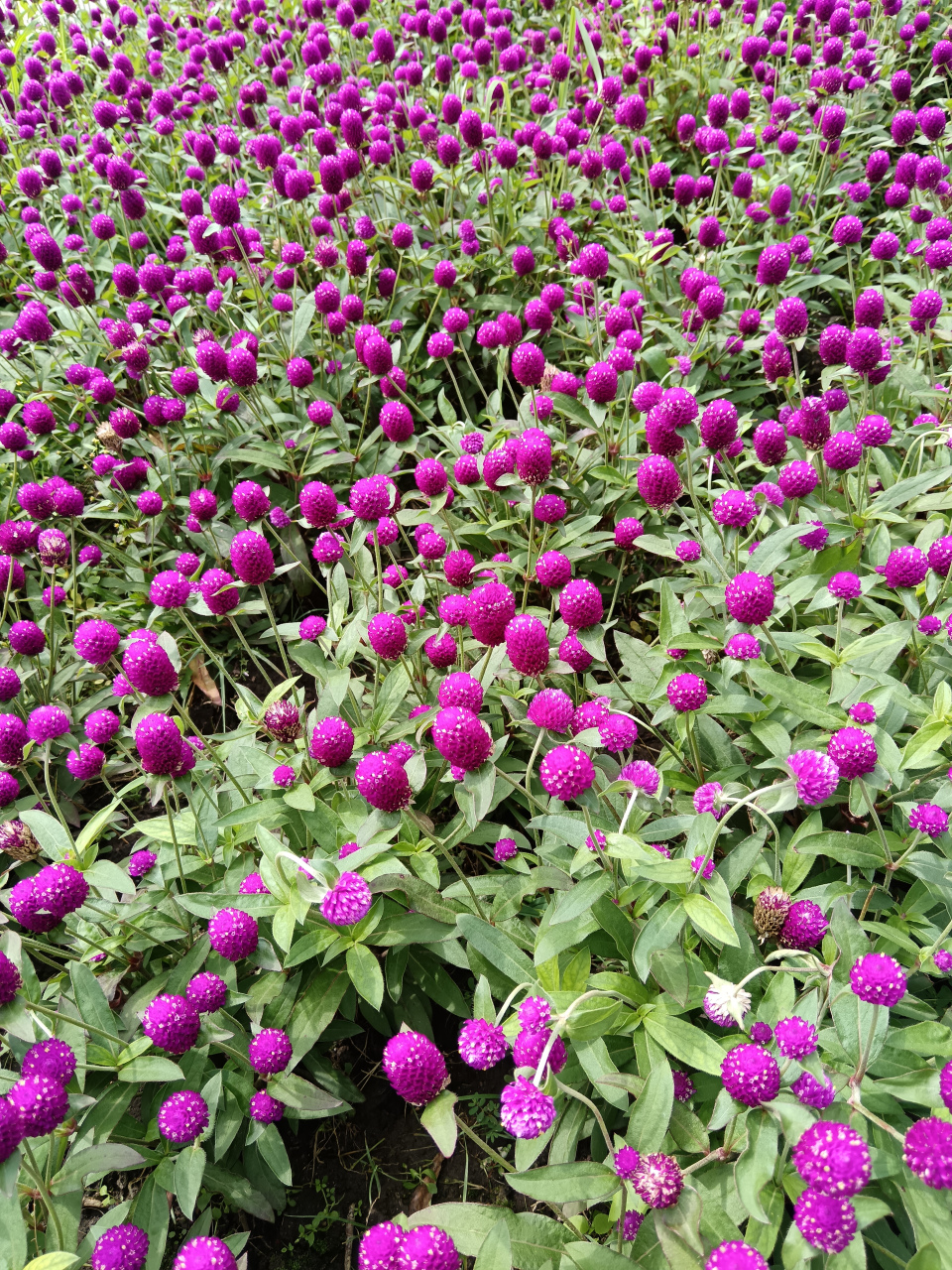 适合在东北农村种的花(适合在东北农村种的花卉有哪些)