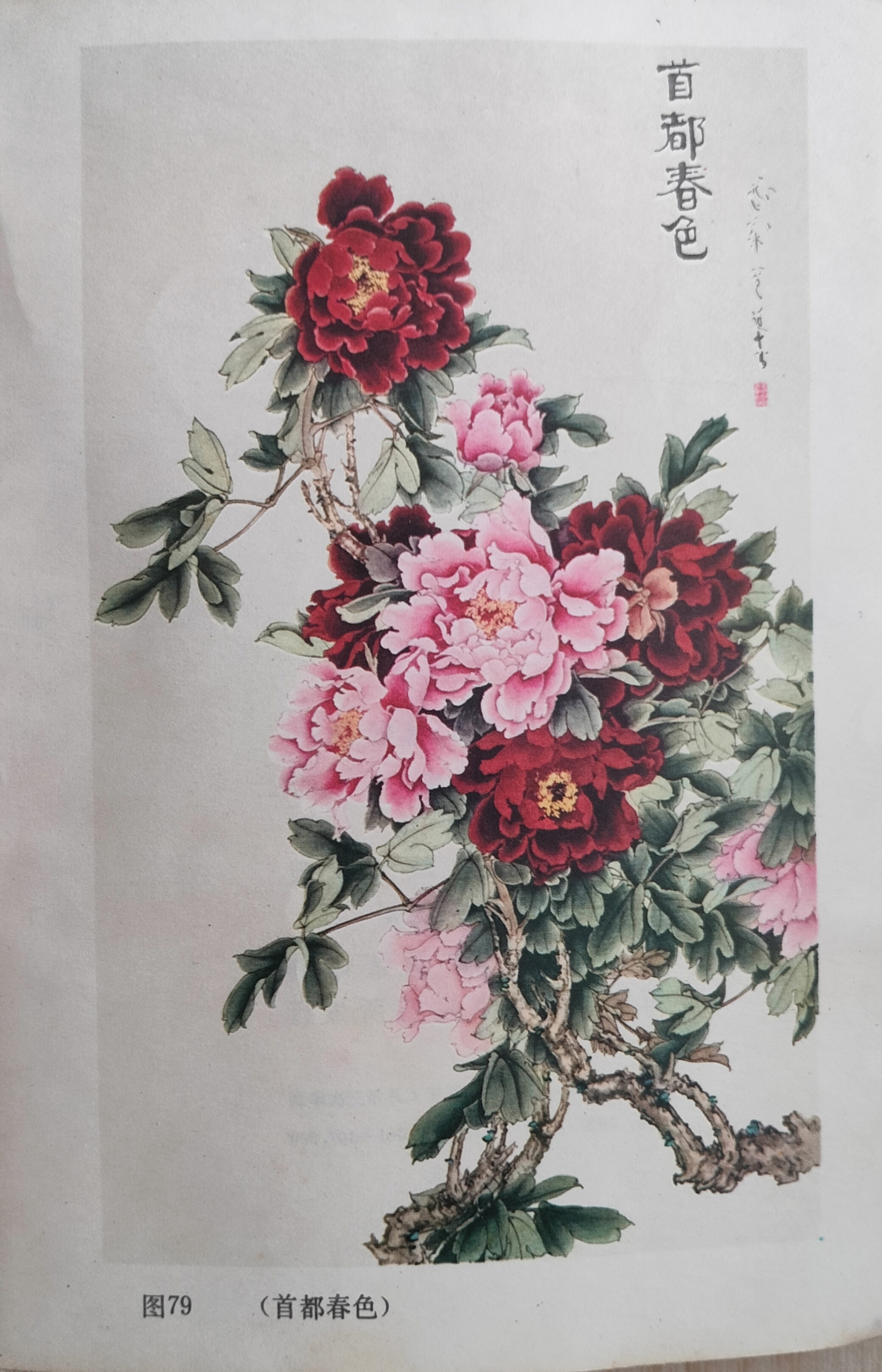 王道中工笔牡丹图#图文动态同步大赛