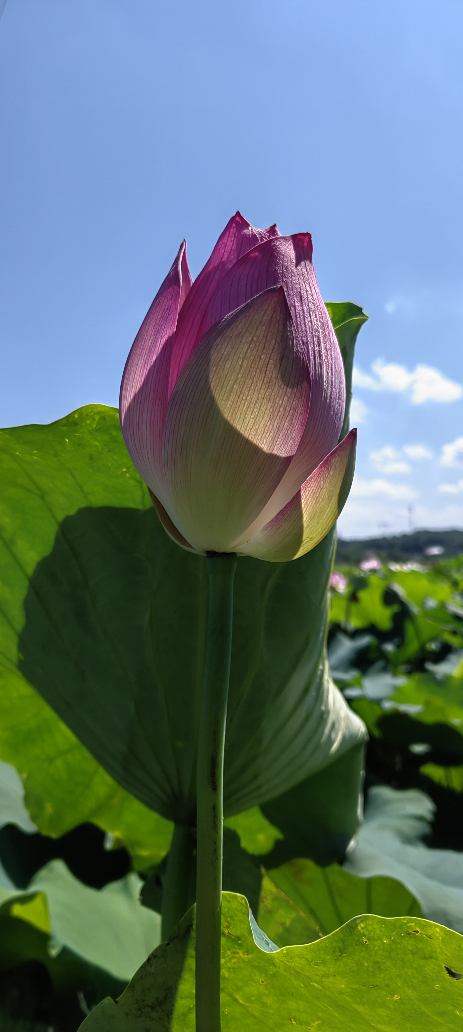 宠辱不惊,闲看庭前花开花落;去留无意,望天外云卷云舒.