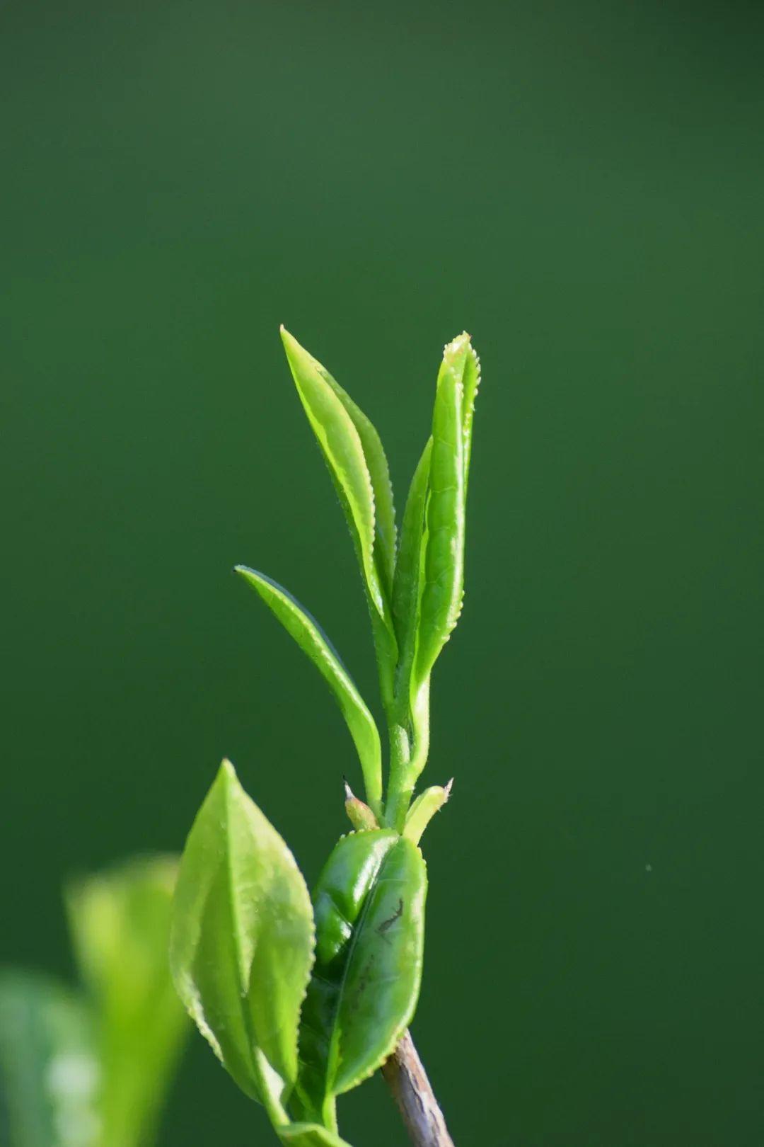 茶树叶子唯美图片图片