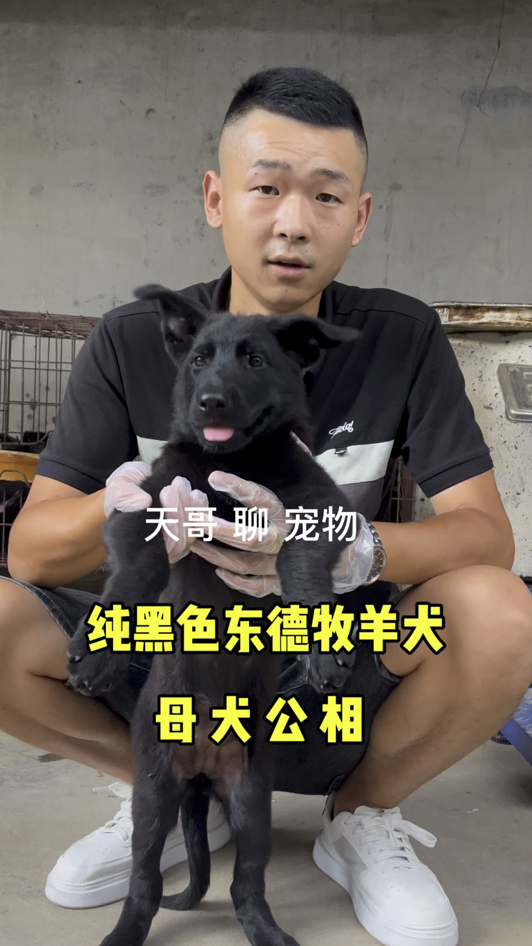 黑狼与东德牧羊犬杂交图片