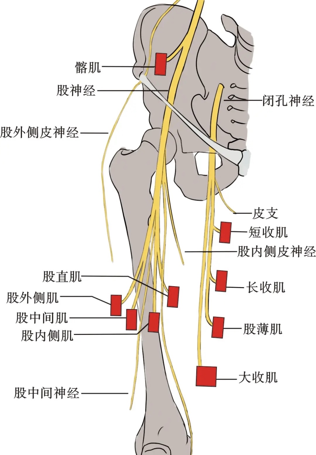 股神经损伤 从精细解剖到防治